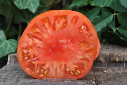 Geante de hutt / Giant of hutt