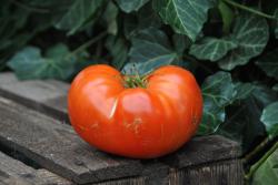 Geante de hutt / Giant of hutt