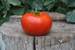 Andreevskiy Surprise