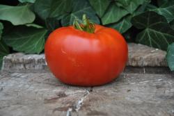 Andreevskiy Surprise