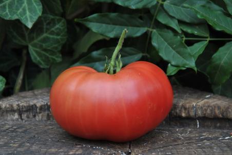 Fred limbaugh potato / Limbaugh legancy