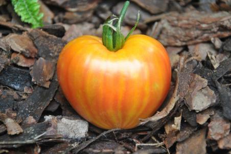 21/21 Orange Russian