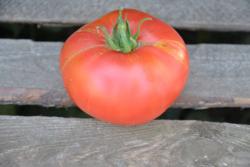 Fred limbaugh potato / Limbaugh legancy