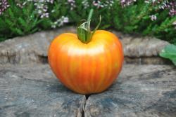 21/21 Orange Russian