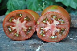 Japanese trifele black