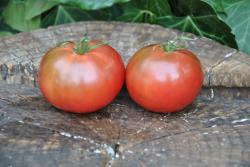 Christmas Purple Grapes