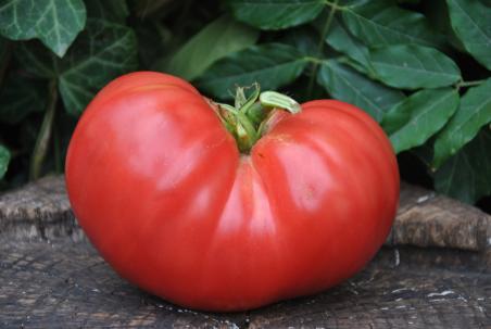 Climbing Trip-L-Crop