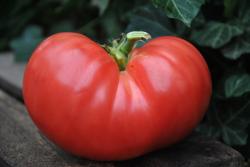 Climbing Trip-L-Crop