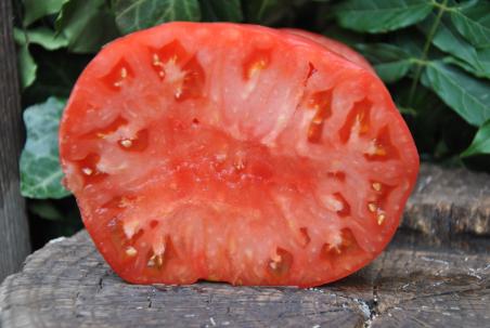 Climbing Trip-L-Crop