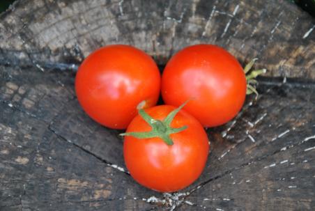 Alicante tomato