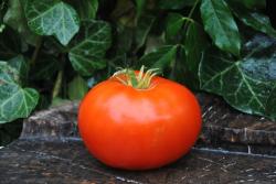Tropic tomato