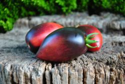 Anne’s Dusky Rose Plum DTP Dwarf