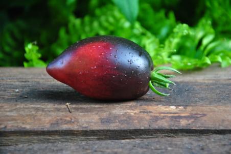 Anne’s Dusky Rose Plum DTP Dwarf