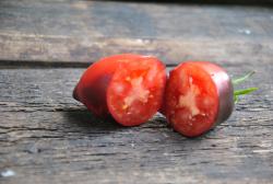 Anne’s Dusky Rose Plum DTP Dwarf