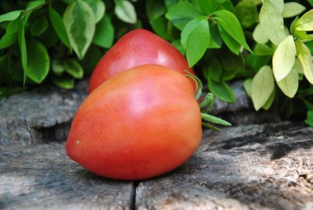 153/22 Japońskie serce