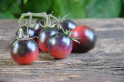 Just Can’t Get Enough Cherry Depeche mode Just Can’t Get Enough Cherry Depeche mode