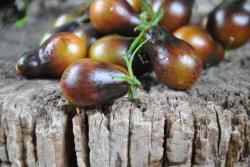 Black Keyes Cherry