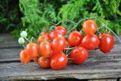 Taiwan Teardrops Cherry Taiwan Teardrops Cherry