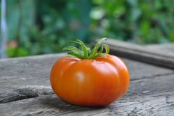 Apple of Valdemar