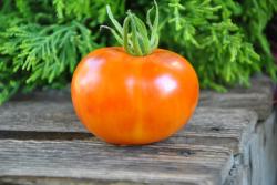 Apple of Valdemar