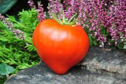 192/22 Wali swolka serce