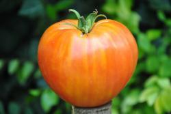 214/22 Pinneaple heart