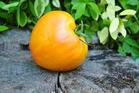 224/22 Sour de zebra serce