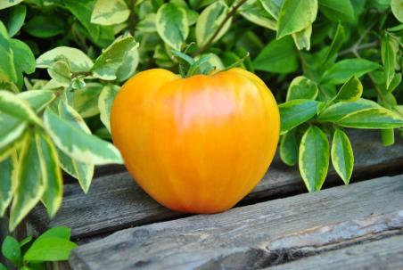 224/22 Sour de zebra serce