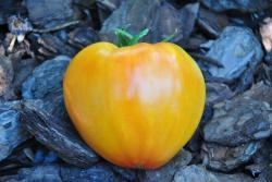 224/22 Sour de zebra serce
