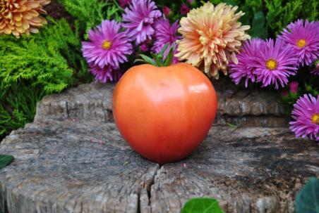 247/22 Japonka serce