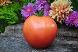 247/22 Japonka serce