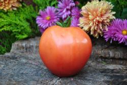 247/22 Japonka serce