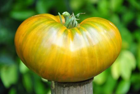 262/22 Orange habhana