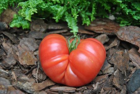 304/22 Olena ukrainian