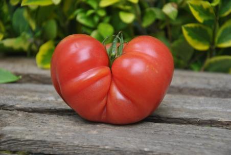 304/22 Olena ukrainian