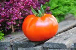 306/22 Shapka Monomakha