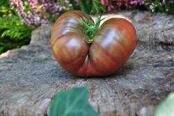 326/22 True black brandywine