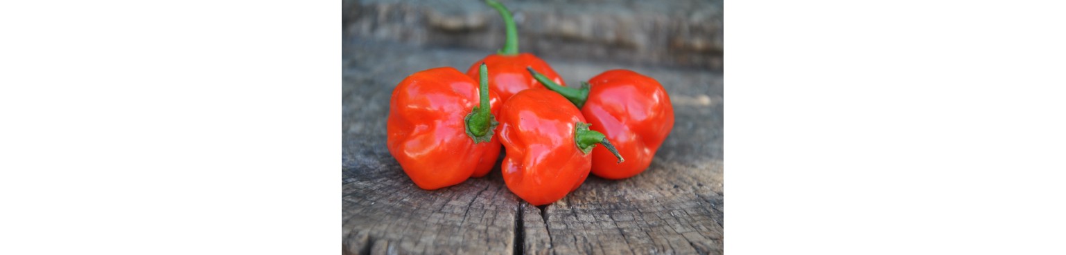 Papryka ziarno kolekcjonerskie